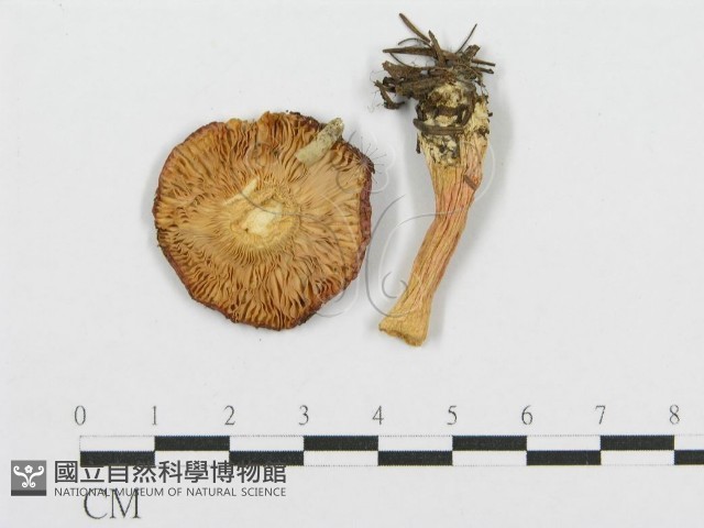 紅菇屬藏品圖，第3張