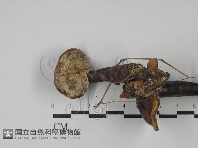 登錄號:F0029033藏品圖，第3張