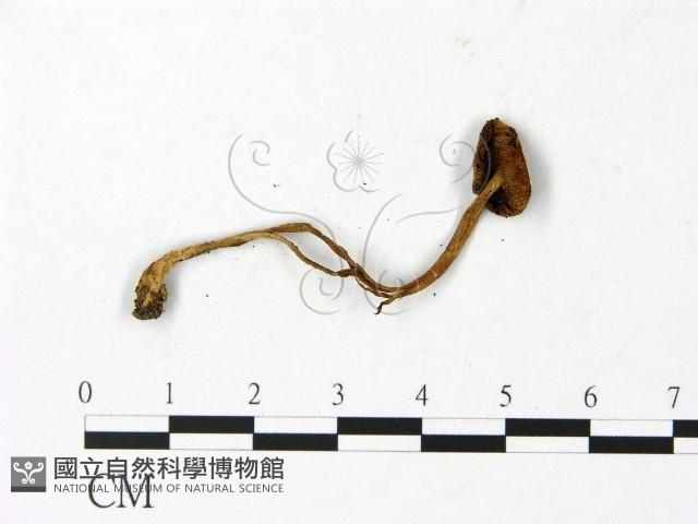 登錄號:F0023033藏品圖，第3張