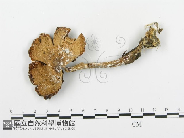 傘菌屬藏品圖，第3張