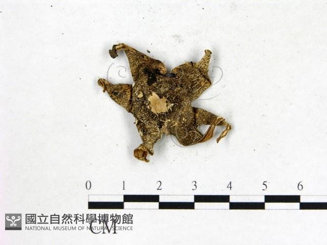 地星屬藏品圖，第3張