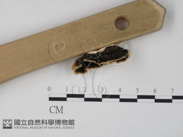 雲芝藏品圖，第3張