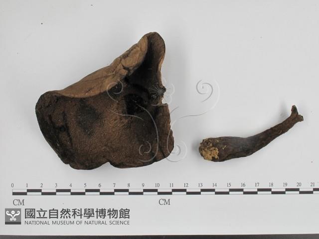 登錄號:F0016333藏品圖，第3張