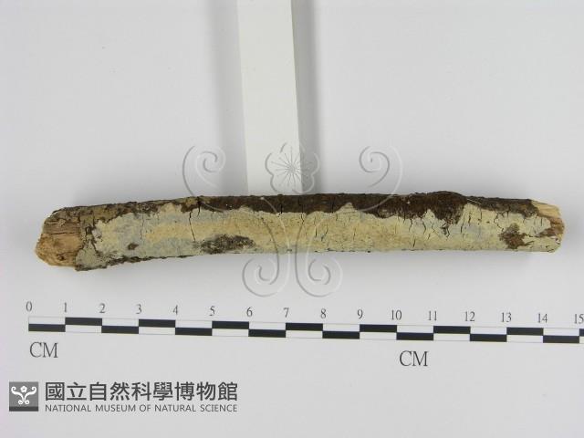 登錄號:F0001333藏品圖，第3張