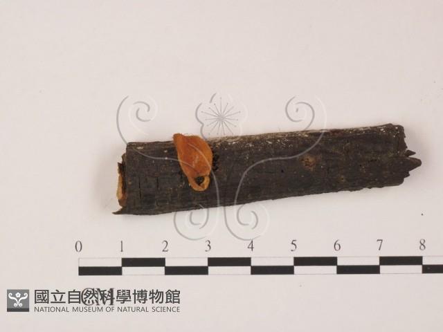 登錄號:F0011333藏品圖，第3張