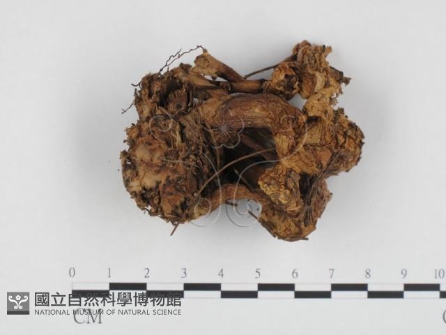 登錄號:F0024333藏品圖，第3張