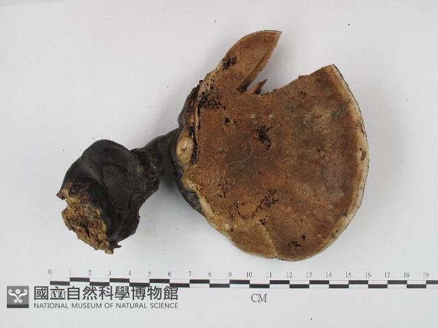 靈芝屬藏品圖，第3張