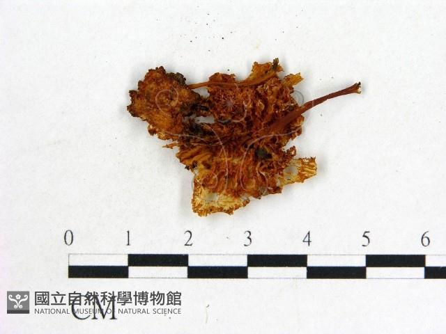 登錄號:F0014333藏品圖，第3張