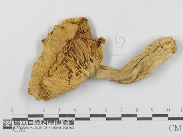紅菇屬藏品圖，第3張