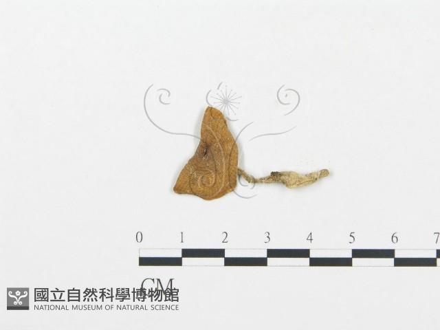 杯傘屬藏品圖，第3張