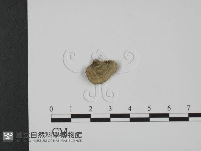 登錄號:F0007333藏品圖，第3張