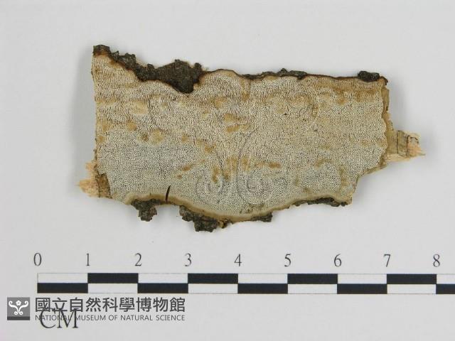 登錄號:F0017333藏品圖，第1張