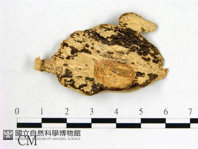 登錄號:F0005333藏品圖，第3張