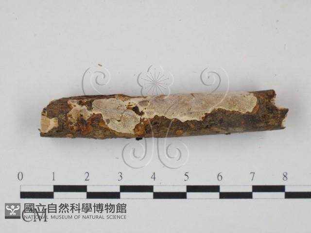 登錄號:F0009333藏品圖，第3張