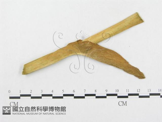 登錄號:F0019333藏品圖，第1張