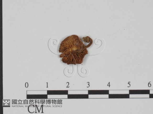 登錄號:F0003333藏品圖，第3張