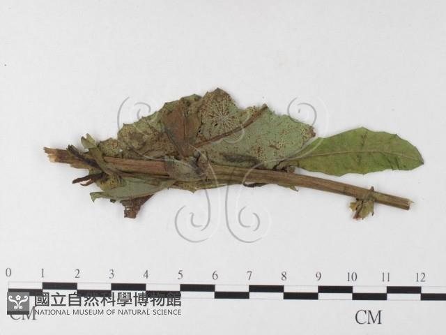 登錄號:F0026273藏品圖，第1張