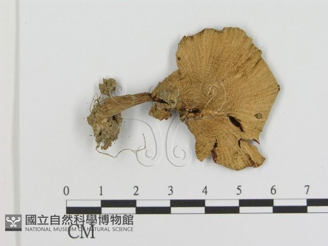 登錄號:F0016273藏品圖，第3張
