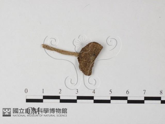 登錄號:F0014273藏品圖，第1張