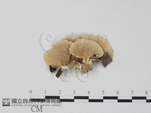 雲芝藏品圖，第3張