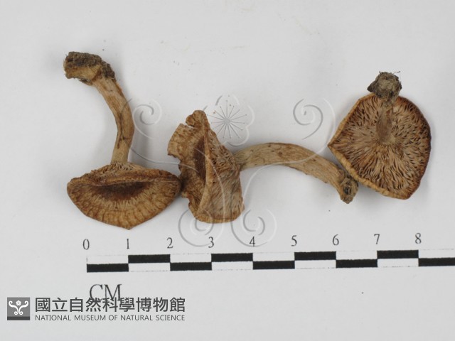 登錄號:F0027273藏品圖，第3張