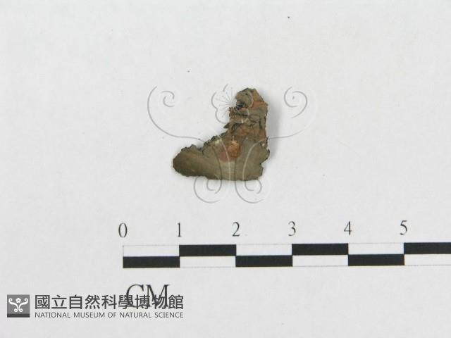登錄號:F0007273藏品圖，第3張