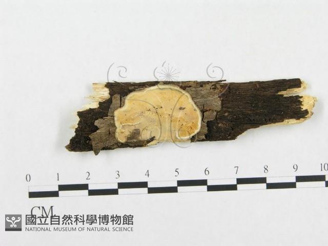 登錄號:F0017273藏品圖，第1張