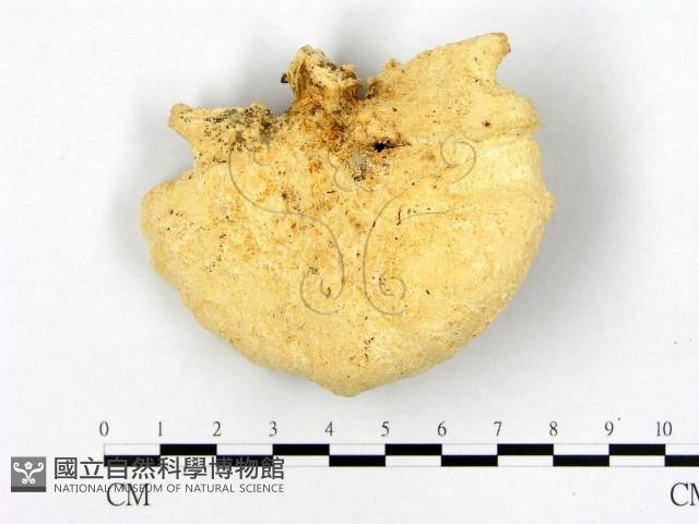 登錄號:F0005273藏品圖，第1張