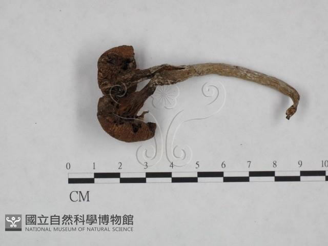 登錄號:F0023273藏品圖，第3張