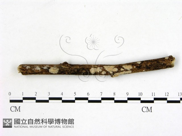 登錄號:F0008873藏品圖，第3張