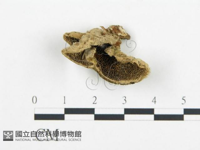 登錄號:F0018873藏品圖，第1張