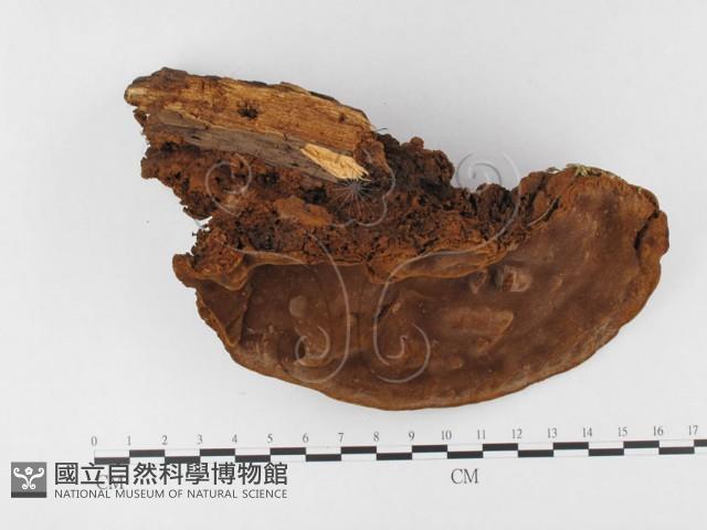 木層孔菌屬藏品圖，第3張
