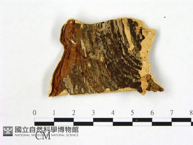 登錄號:F0006873藏品圖，第3張