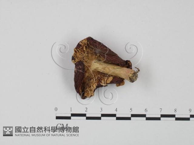 紅菇屬藏品圖，第3張
