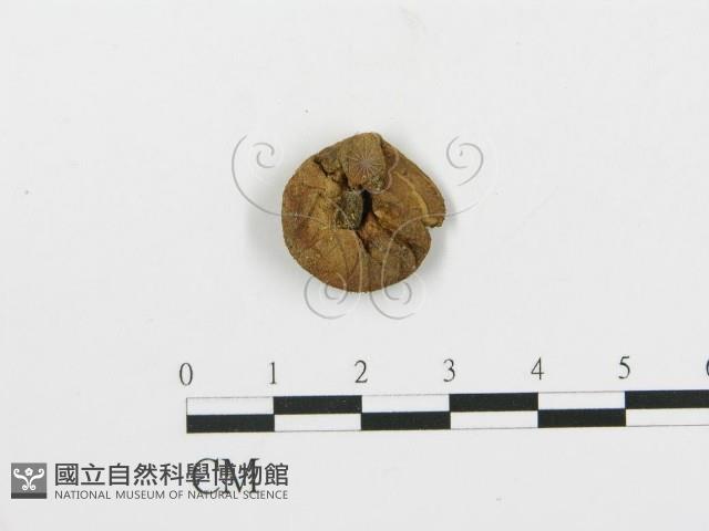 登錄號:F0001873藏品圖，第1張