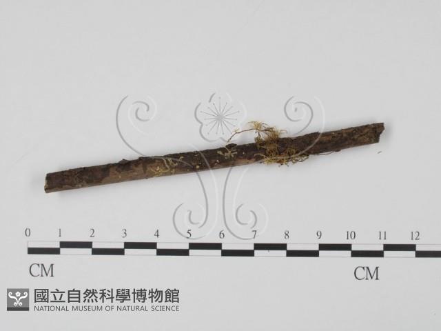登錄號:F0012873藏品圖，第3張