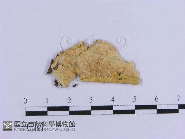 登錄號:F0017873藏品圖，第1張