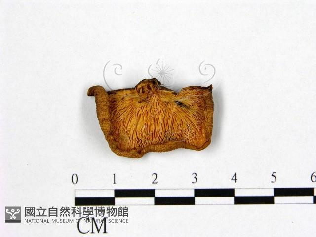 登錄號:F0015873藏品圖，第3張