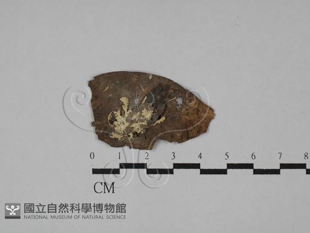 登錄號:F0009873藏品圖，第3張
