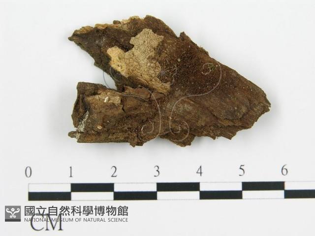登錄號:F0003873藏品圖，第3張