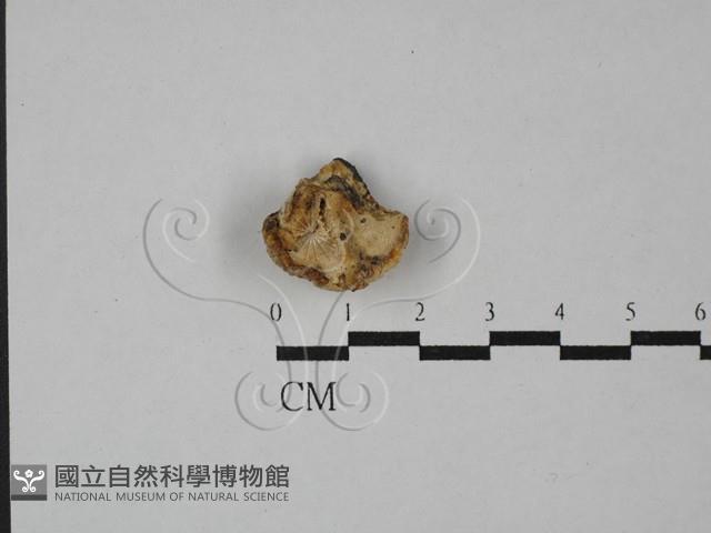 乾酪菌屬藏品圖，第3張