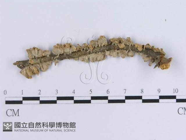 登錄號:F0000973藏品圖，第3張