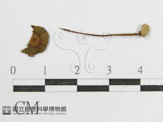鬼傘屬藏品圖，第3張