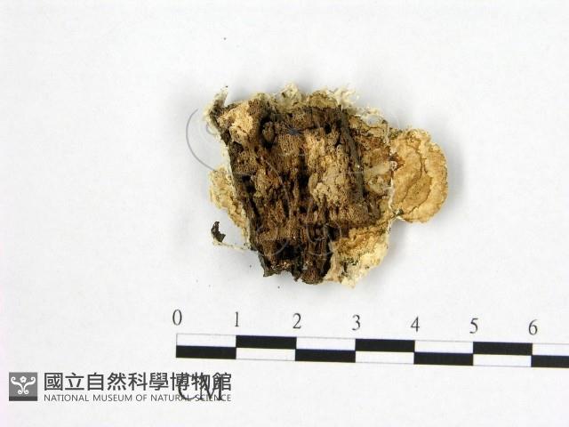 登錄號:F0006973藏品圖，第3張