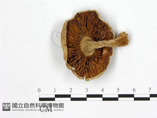 登錄號:F0021973藏品圖，第3張