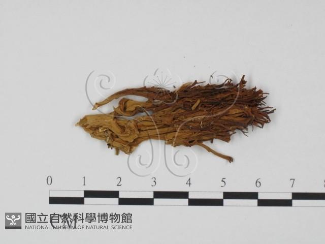 Accession Number:F0011973 Collection Image, Figure 3, Total 3 Figures