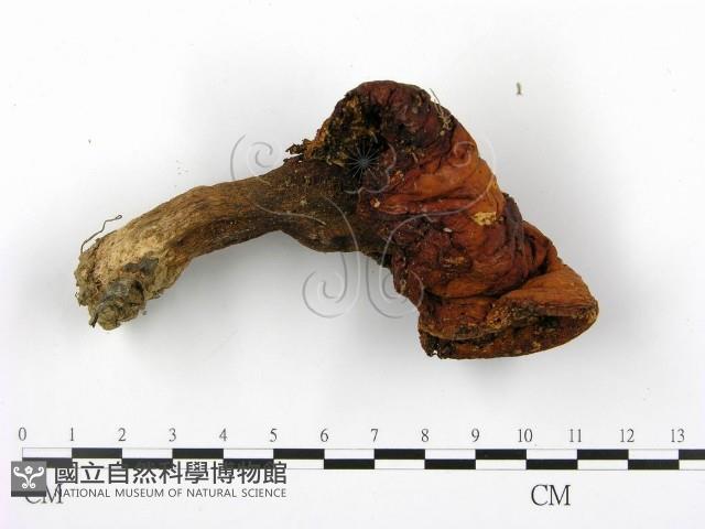 登錄號:F0004973藏品圖，第3張