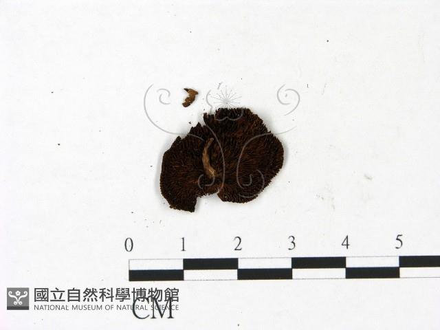 登錄號:F0022973藏品圖，第3張