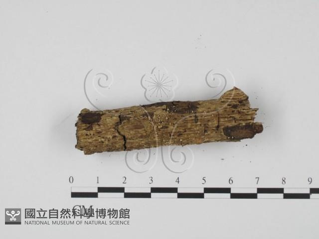 登錄號:F0017973藏品圖，第3張