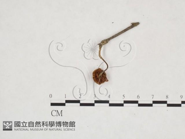 登錄號:F0025973藏品圖，第3張